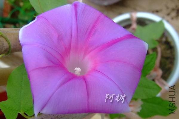 ��֮��ѩ 2012-0716(025).jpg