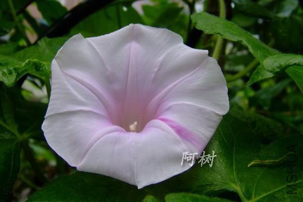 ��֮��ѩ 2012-0713(018).jpg