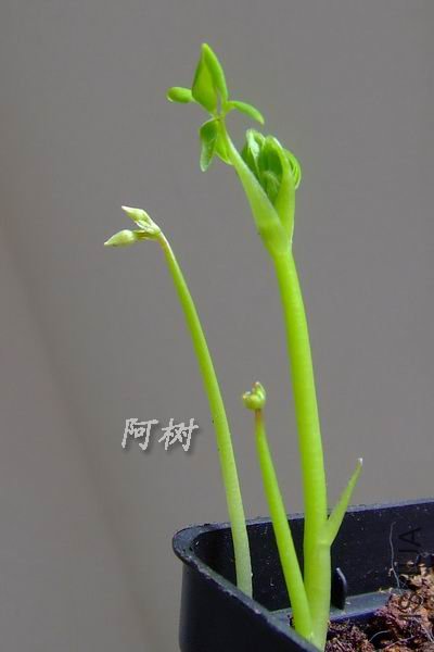 4 DSCF5403.jpg