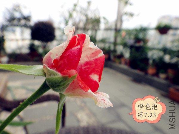 DSC09996_����.jpg