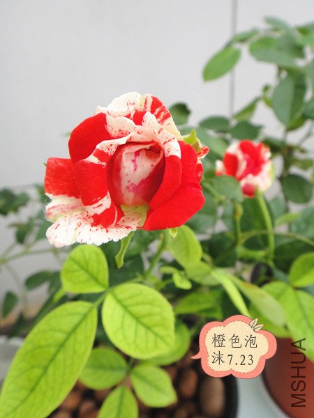 DSC09993_����.jpg