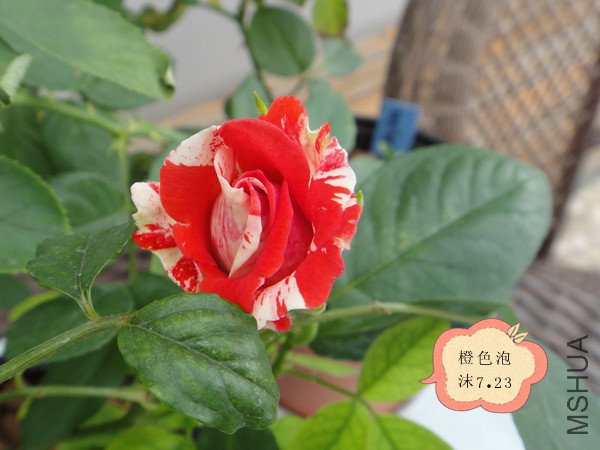 DSC09994_����.jpg