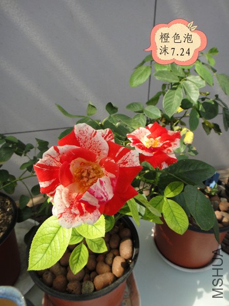 DSC00006_����.jpg
