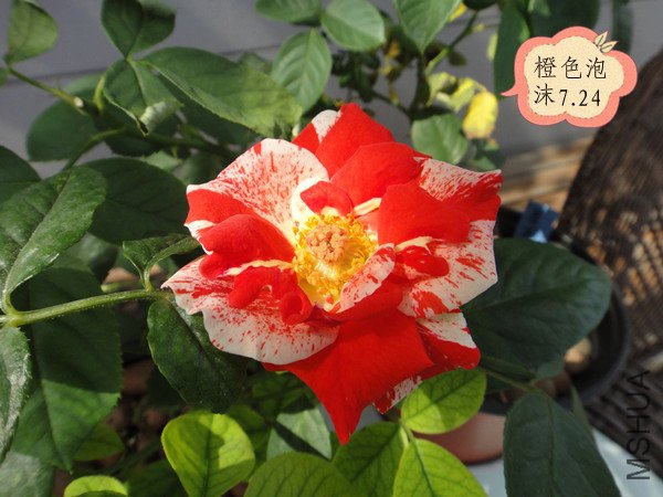 DSC00005_����.jpg