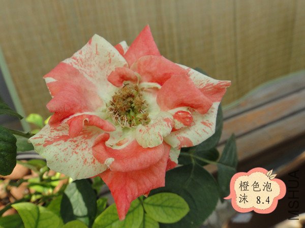 DSC00067_����.jpg
