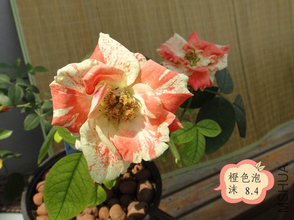 DSC00066_����.jpg