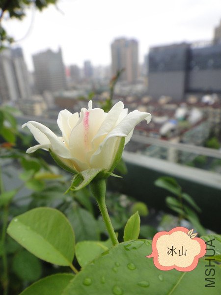 DSC00055_����.jpg