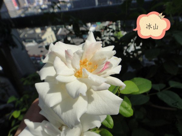DSC00017_����.jpg