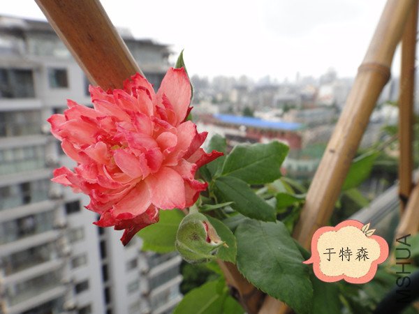 DSC00058_����.jpg