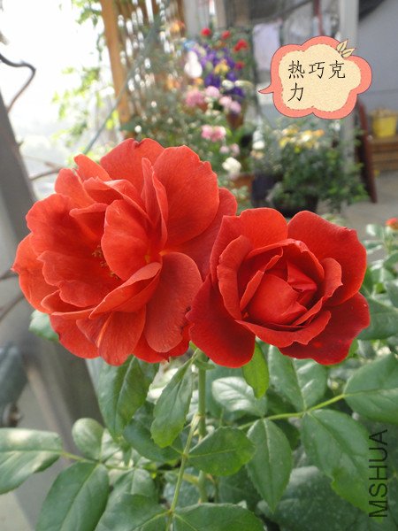 DSC09733_����.jpg