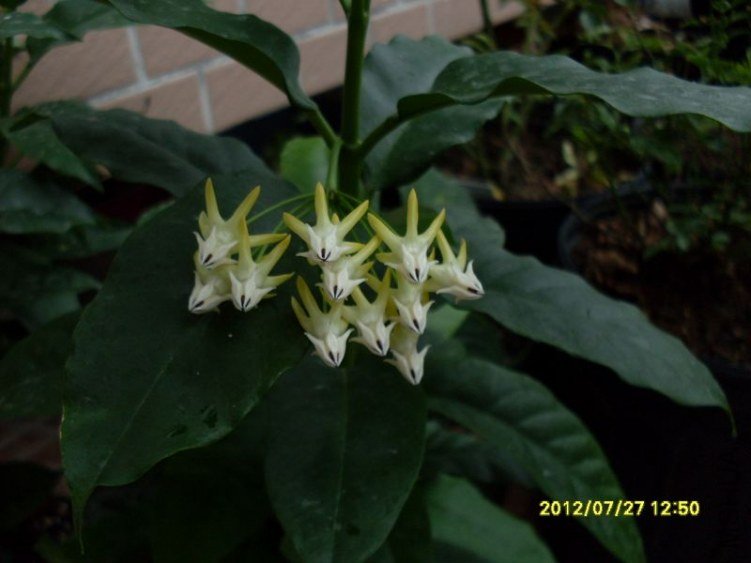 SDC12750_nEO_IMG.jpg