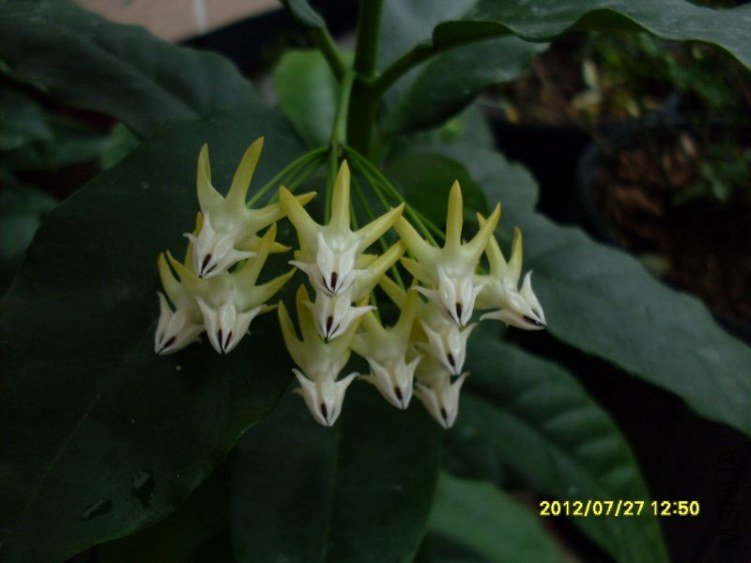 SDC12752_nEO_IMG.jpg