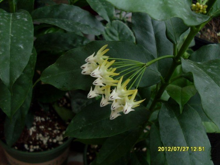 SDC12754_nEO_IMG.jpg