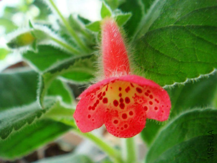 DSC08500.jpg