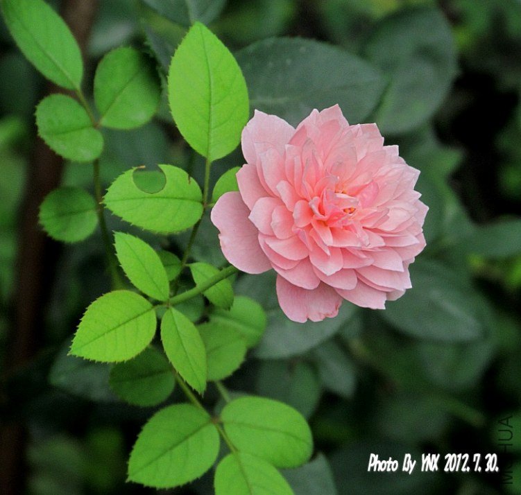 2012.7.30. 012_conew1.jpg