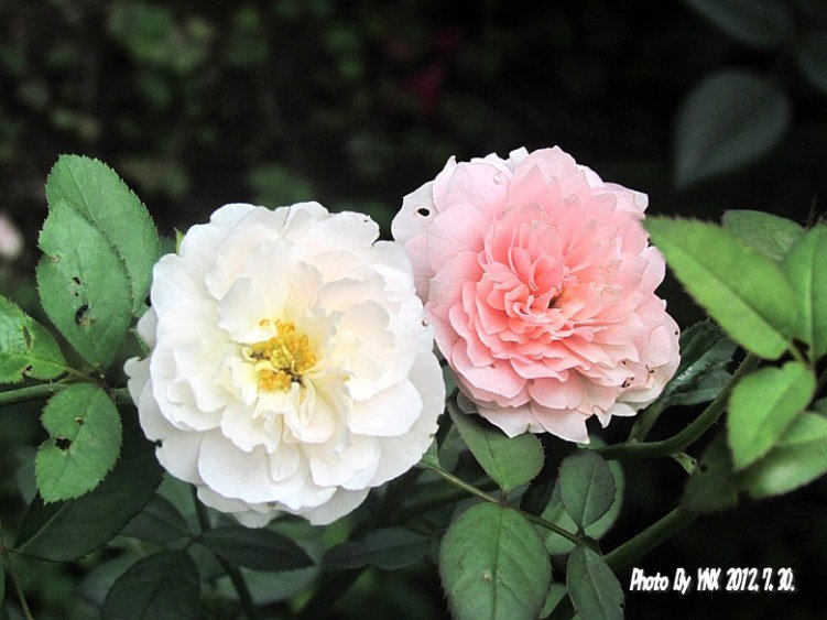 2012.7.30. 018_conew1.jpg