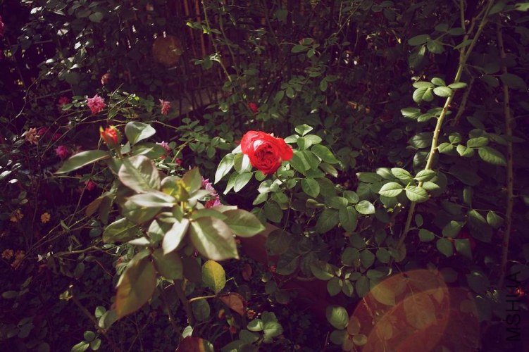 ������С ABC_0176.jpg