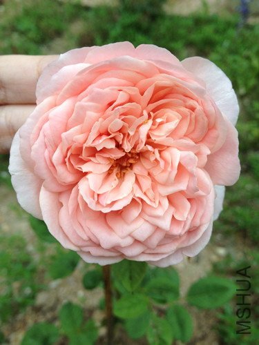 ��Ƭ 080_����.jpg