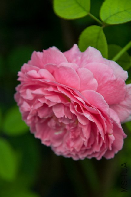 DSC_0029b.jpg