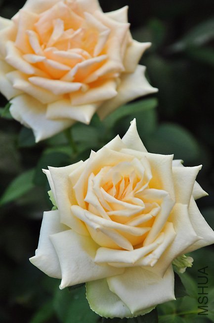 DSC_0024.JPG