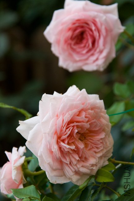 DSC_0017b.jpg