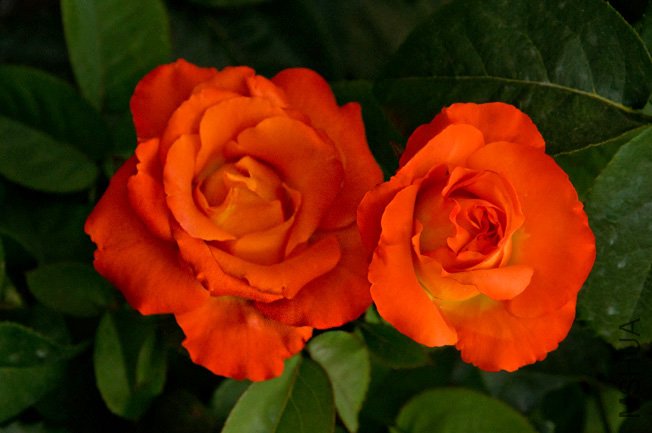 DSC_0133b.jpg