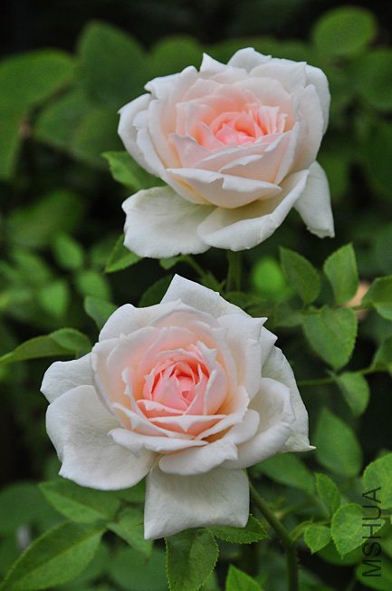 DSC_0180.JPG