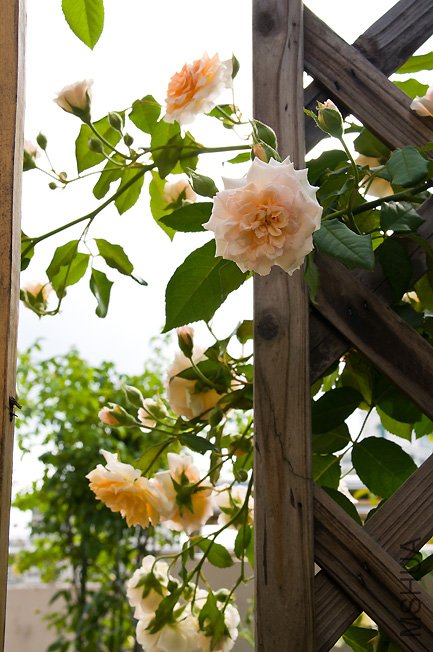 DSC_0044b.jpg