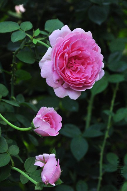 DSC_0087.JPG