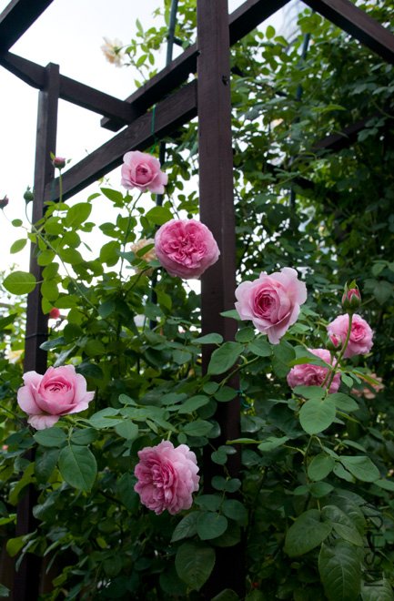 DSC_0146b.jpg
