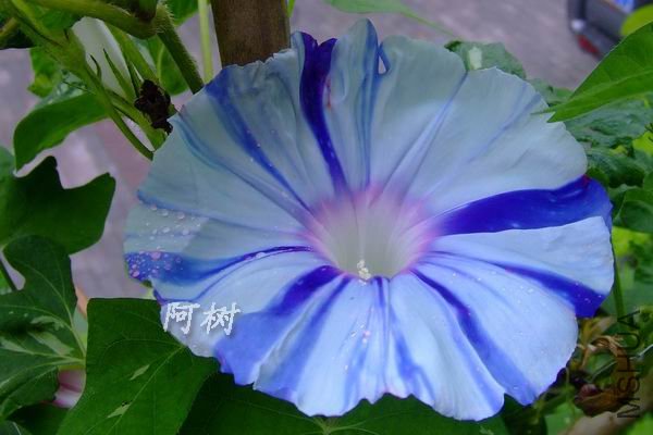 ��ï��֮���� 2012-0719(001).jpg