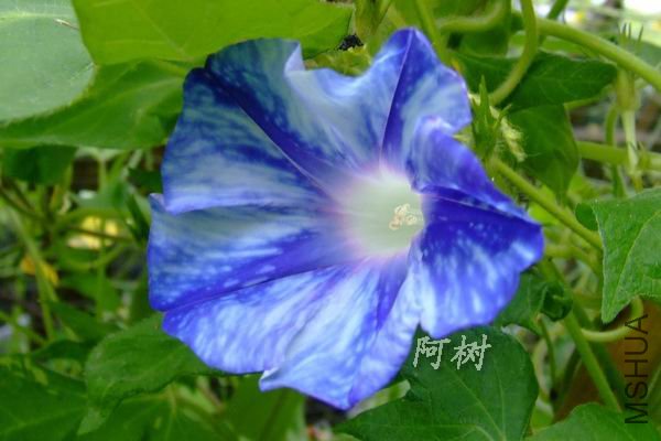 ��ï��֮���� 2012-0715(009).jpg