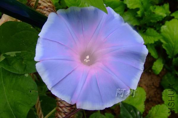 ��ɫ���� 2012-0611(018).jpg