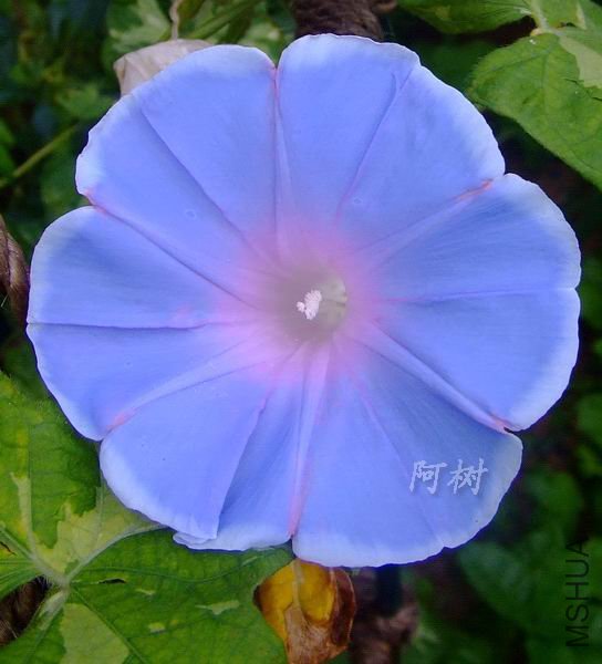 ��ɫ���� 2012-0630(007).jpg