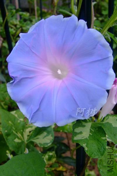 ��ɫ���� 2012-0713(012).jpg