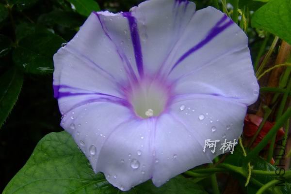 ��ޢ 2012-0718(014).jpg