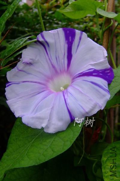 ��ޢ 2012-0716(008).jpg