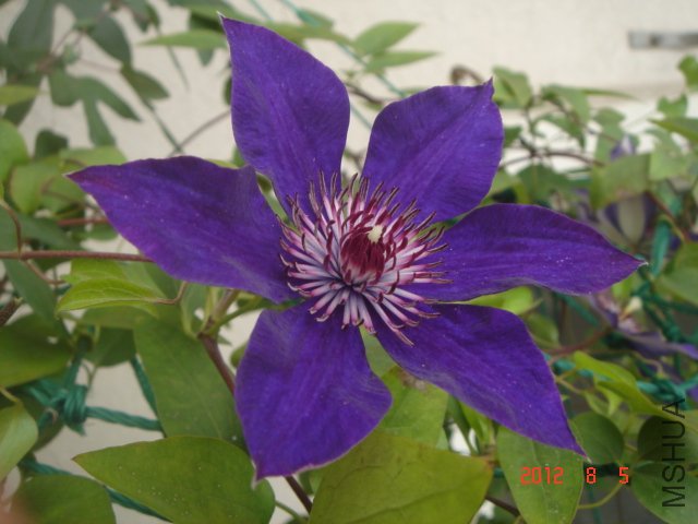 DSC06625.JPG