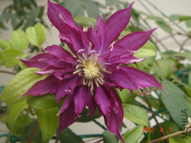 DSC06626.JPG