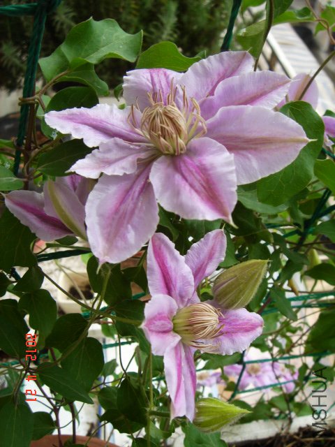 DSC00556.JPG