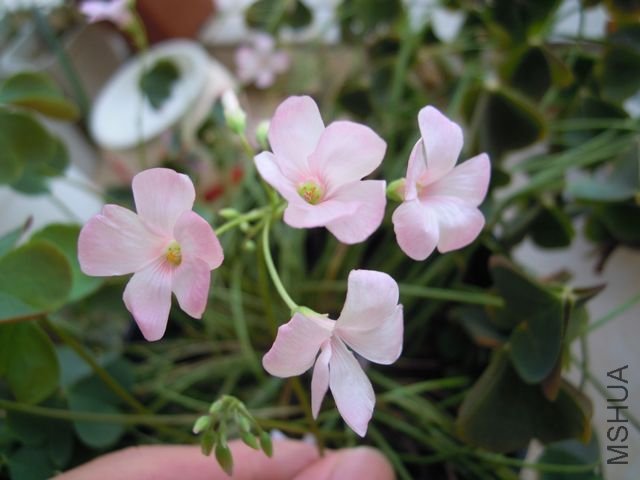 ��Ƭ 056.jpg