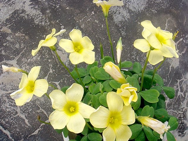 DSC00931.JPG