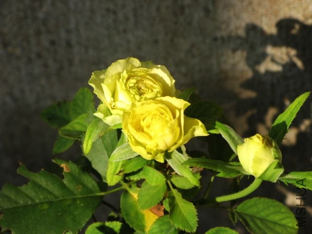2012,7 043.jpg