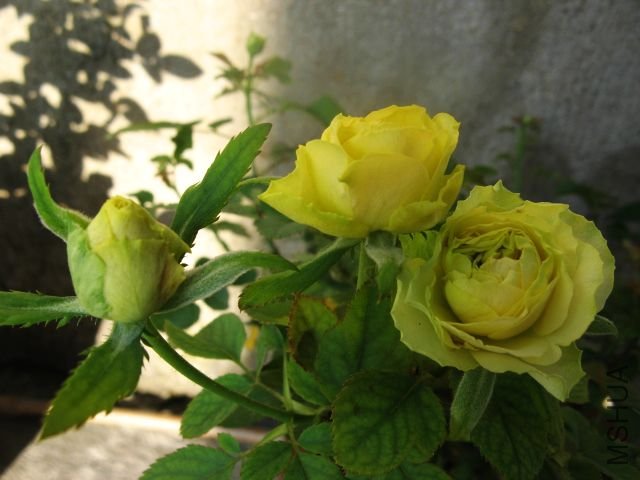 2012,7 045.jpg