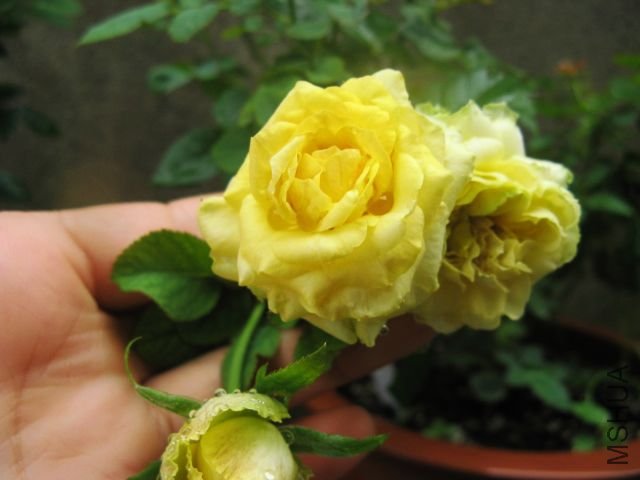 2012,7 051.jpg