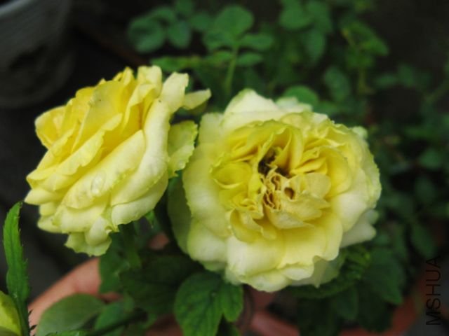 2012,7 053.jpg