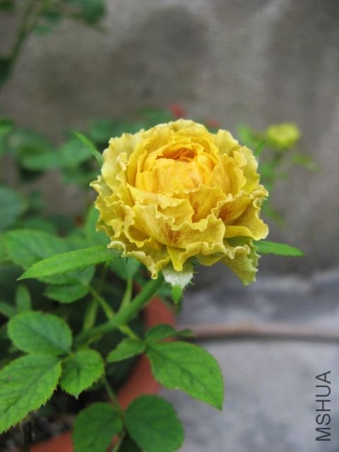 2012,7 068.jpg