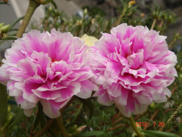 DSC05529.JPG