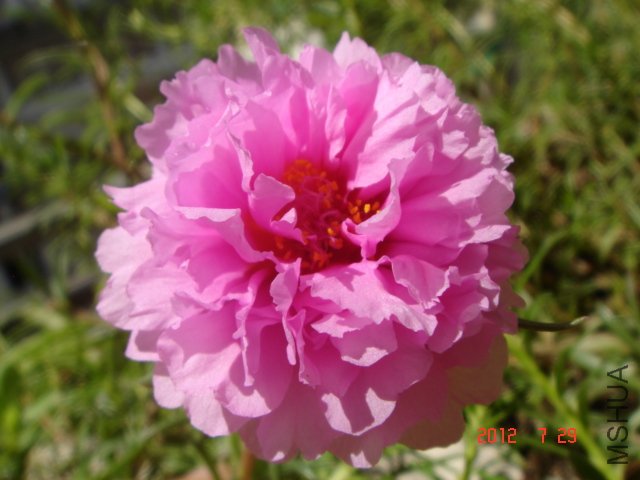 DSC06213.JPG