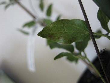 IMG_2381.JPG